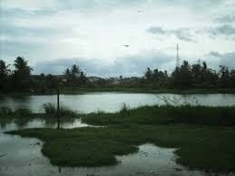 Pengertian Rawa, Jenis Jenis Rawa, Ciri-ciri dan Manfaatnya bagi ...