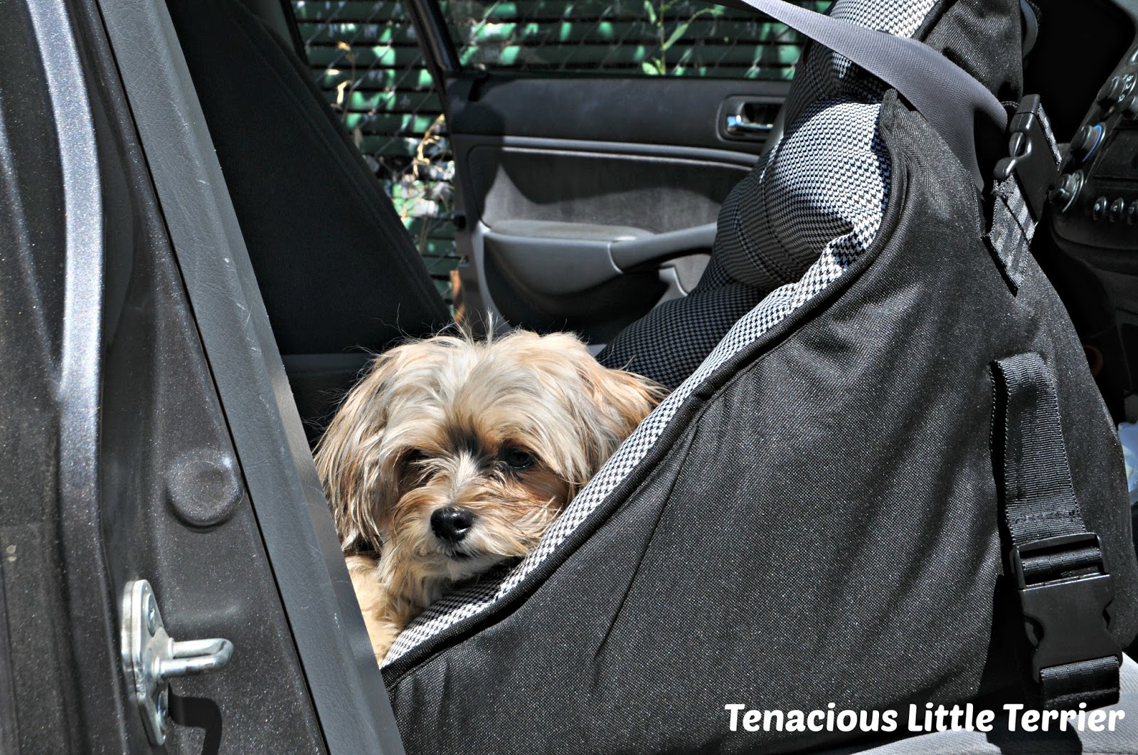 A PupSaver Dog Car Seat Can Help Your Dog Feel Safe & Secure – Pet Expertise