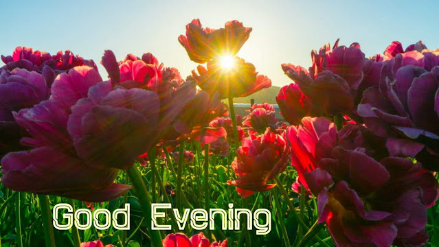 good evening flowers good evening flowers