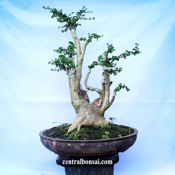 Cara Membuat Tanaman Bonsai Dengan Okulasi