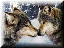 Wolves Nuzzling Each Other