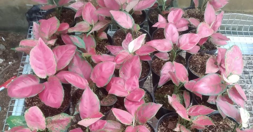 AGLONEMA - JUAL BUNGA AGLONEMA