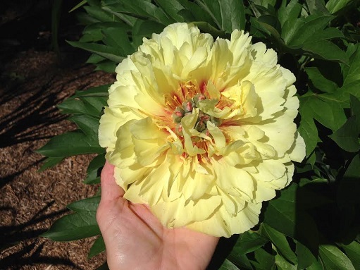 MANITOBA GARDENS: Meet Me at the Market