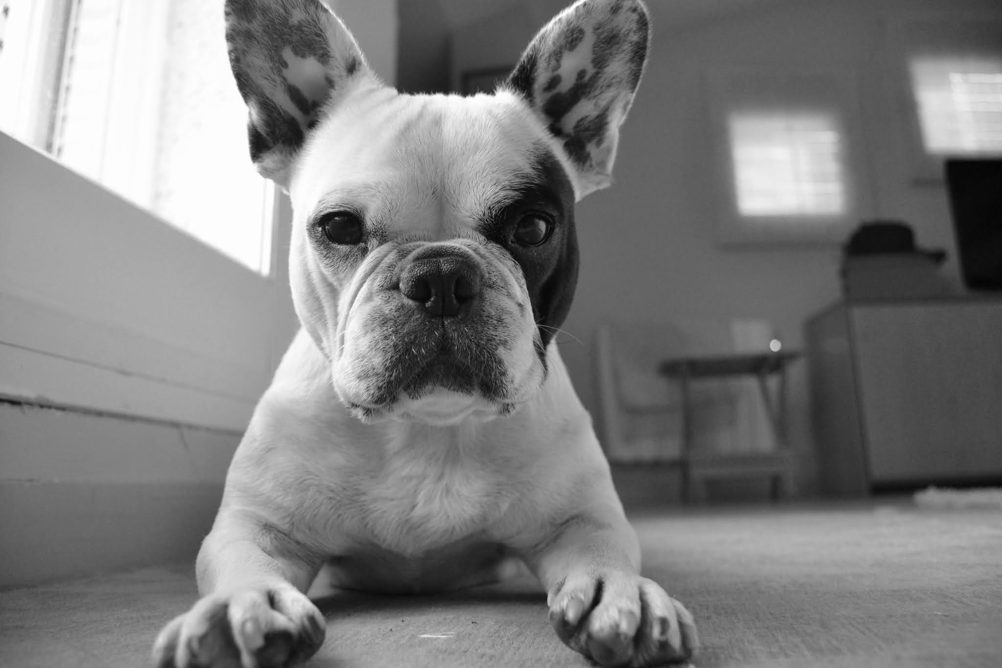 Tantrums To Smiles: 7 Common Frenchie Health Problems and How to Spot Them