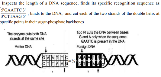 How does EcoRI specifically act on DNA molecule ? Explain.