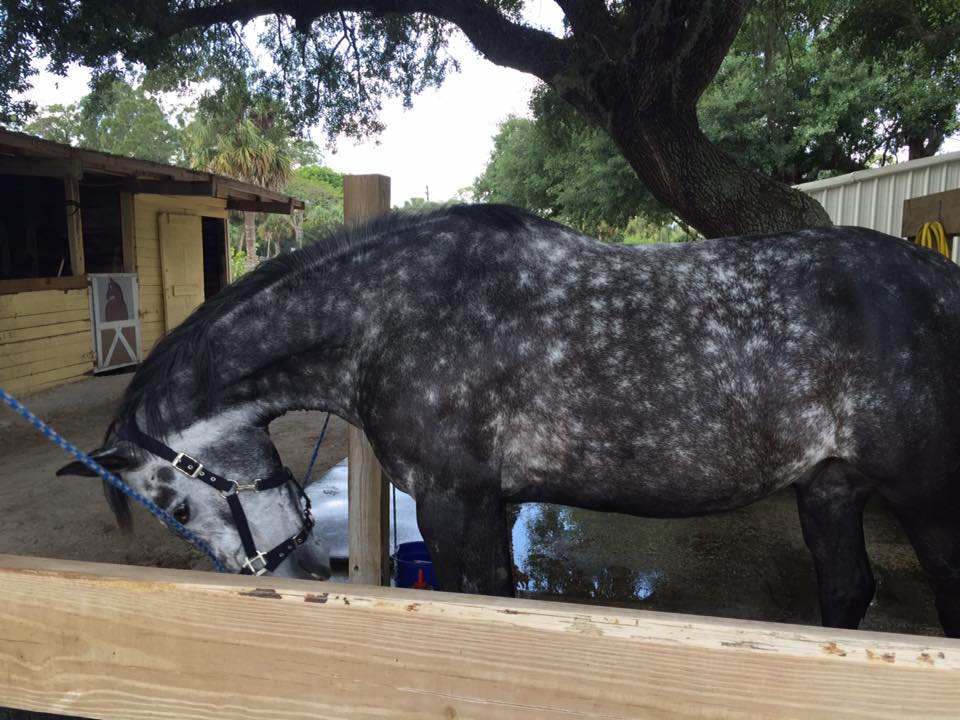 Hope and Horses Why Are White Horses Called Gray?