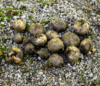 磐城蘭土紀行 朝めし前の土いじり