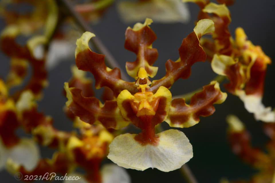 Oncidium maduroi Dressler