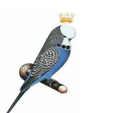 King Parakeet