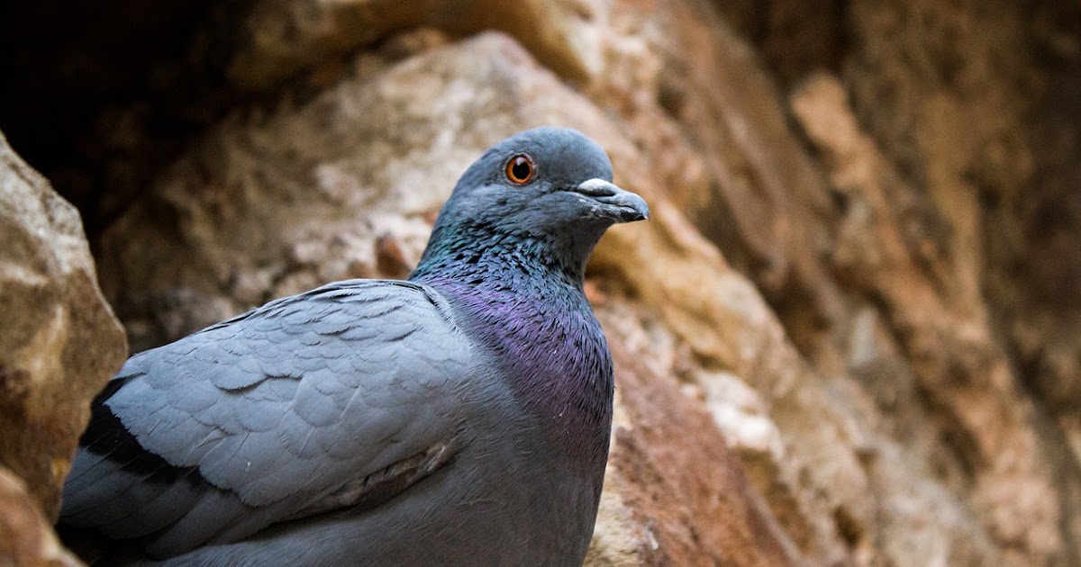Cara Mengusir Burung Wik Wik Gambar Burung Cara Mengusir Burung Wik Wik Gambar Burung