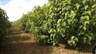 Plantação de urucum