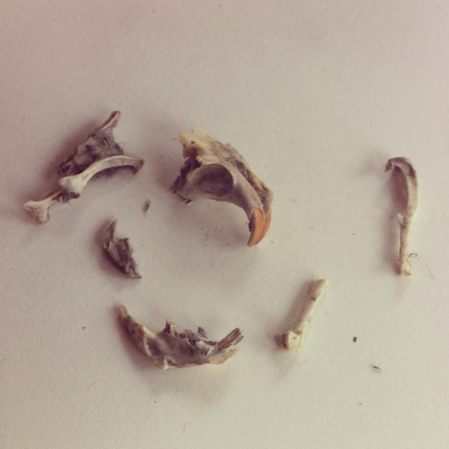 Table For Five Owl Puke Science Kit