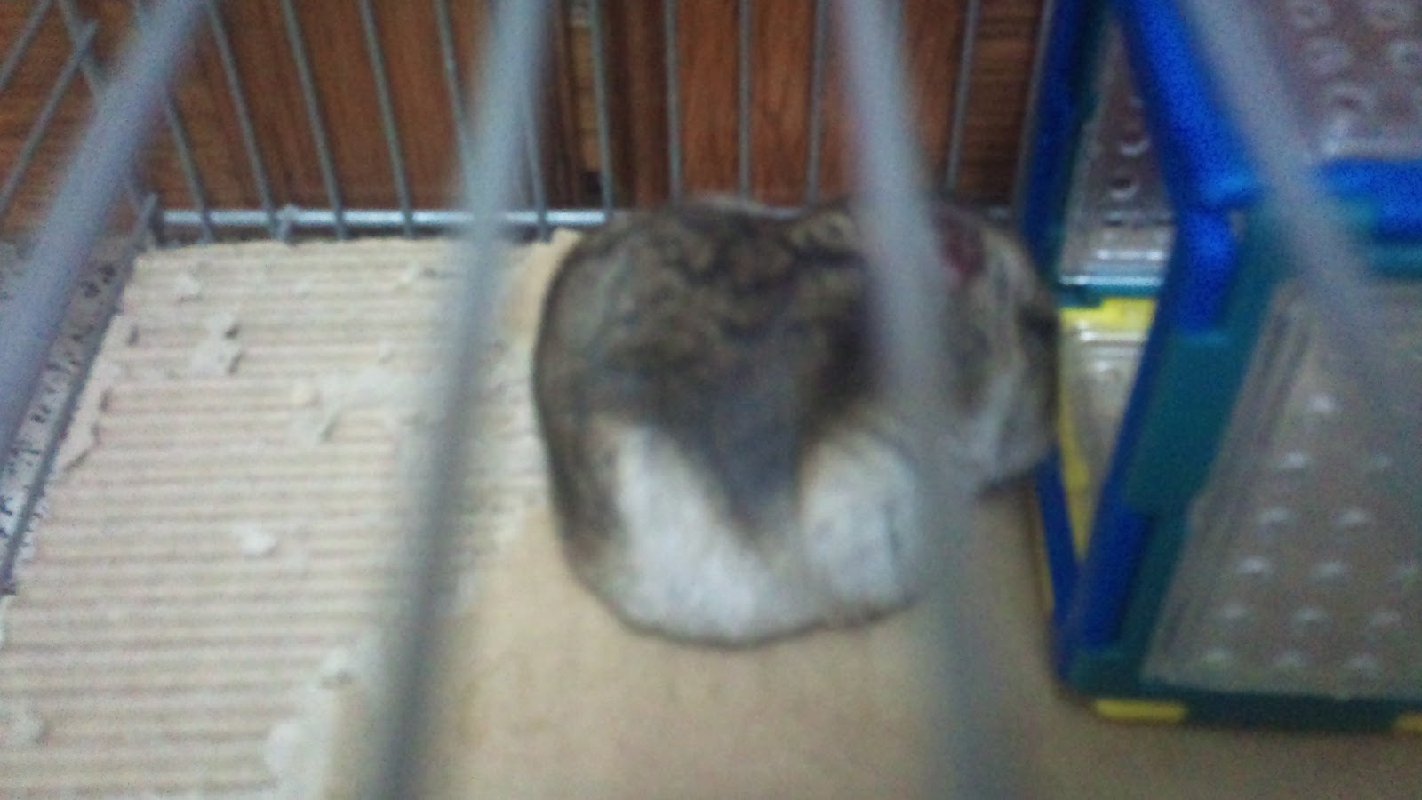 Mi Hamster No Sale De Su Casa