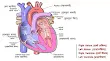 Structure of Human Heart
