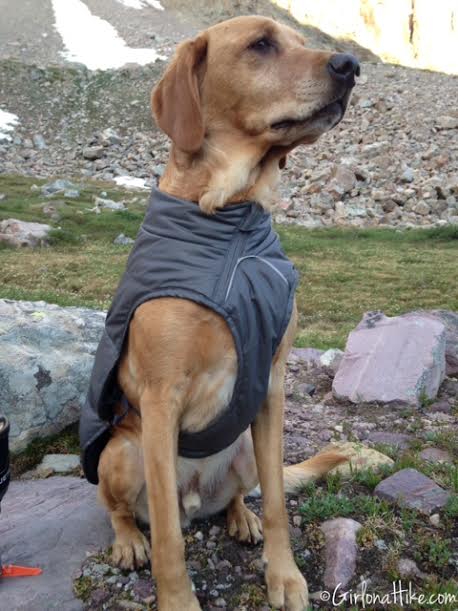 quinzee dog jacket