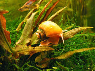 CARACOL MANZANA CARACOL MANZANA