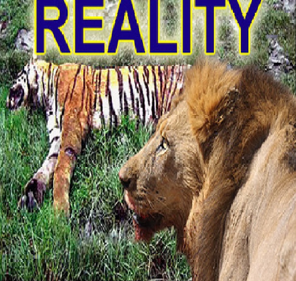 club de pelea de animales leon vs tigre