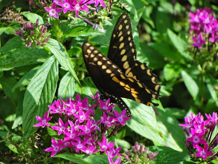 "As is the gardener, such is the garden." ~ Chinese Proverb