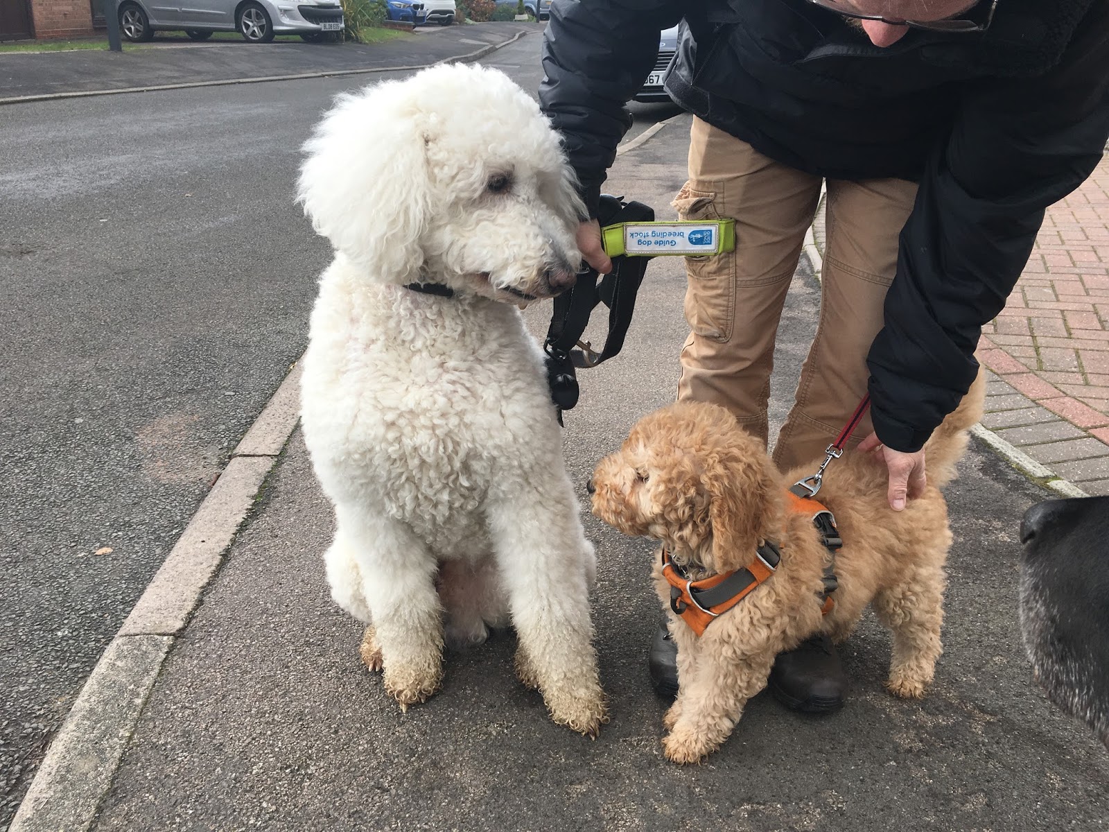 poodle guide dog