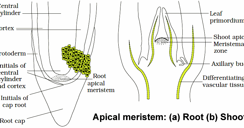 Welcome to the Living World: Anatomy of flowering plants - Notes (Class