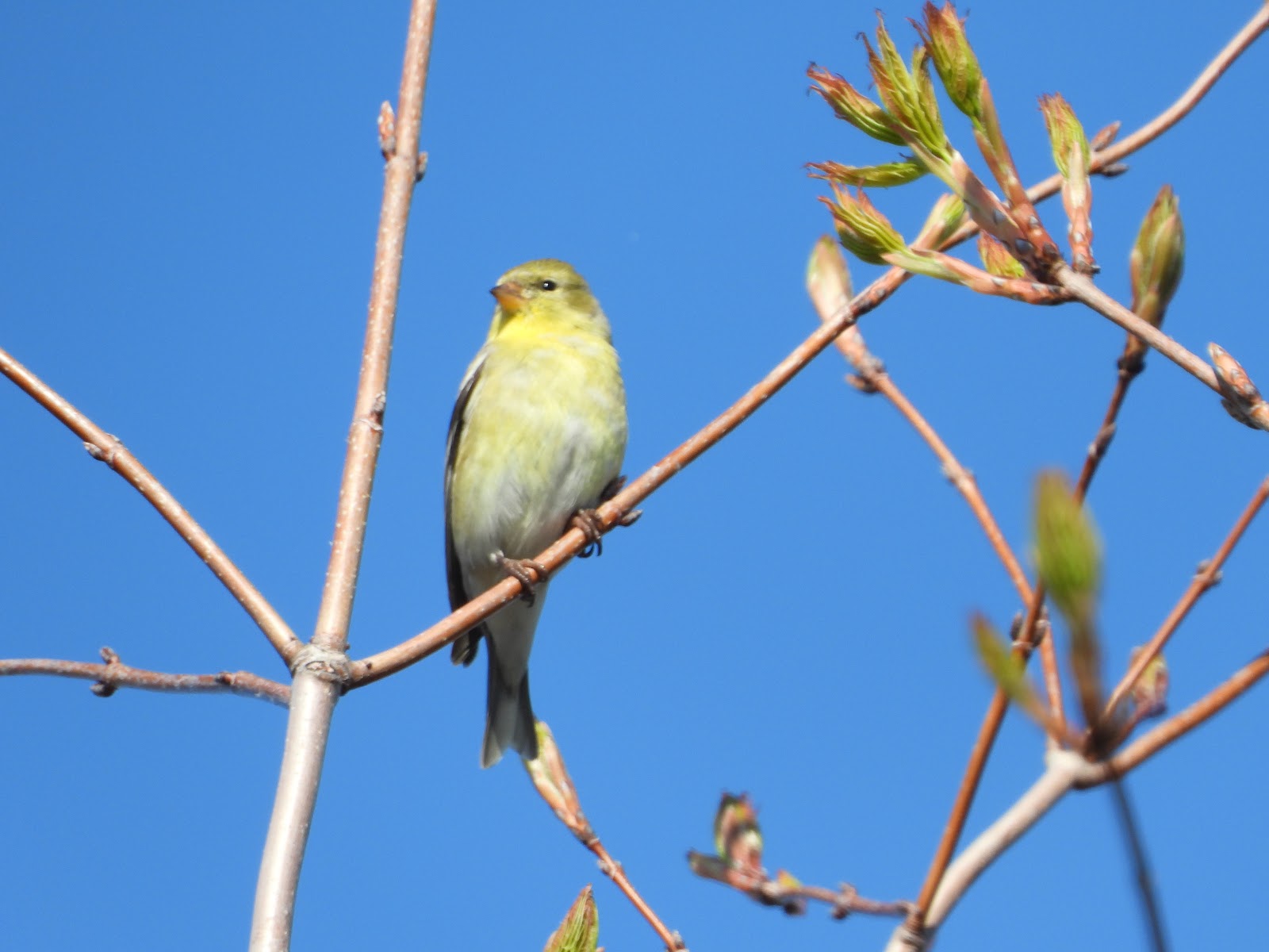 Bird & Travel Photos, Birding Sites, Bird Information: FEMALE AMERICAN