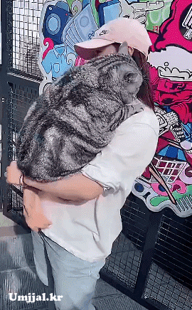 umjjal_kr_181.gif