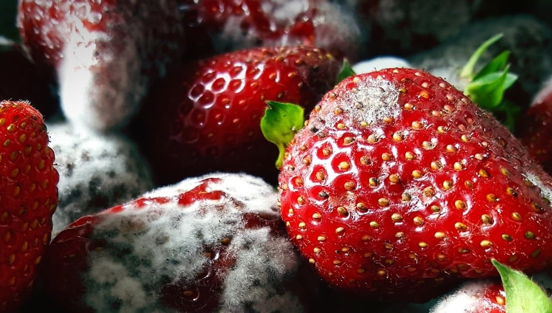 FOOD SCIENCE The main factors responsible for food spoilage