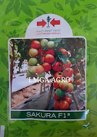 manfaat tomat, menanam tomat, jual benih, lmga agro