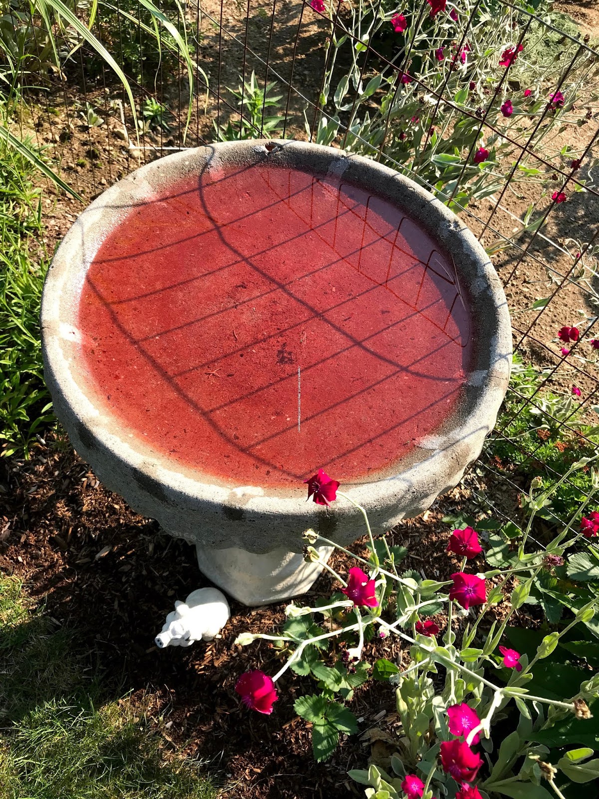 SFrye732_Blog Why Is My Bird Bath Red