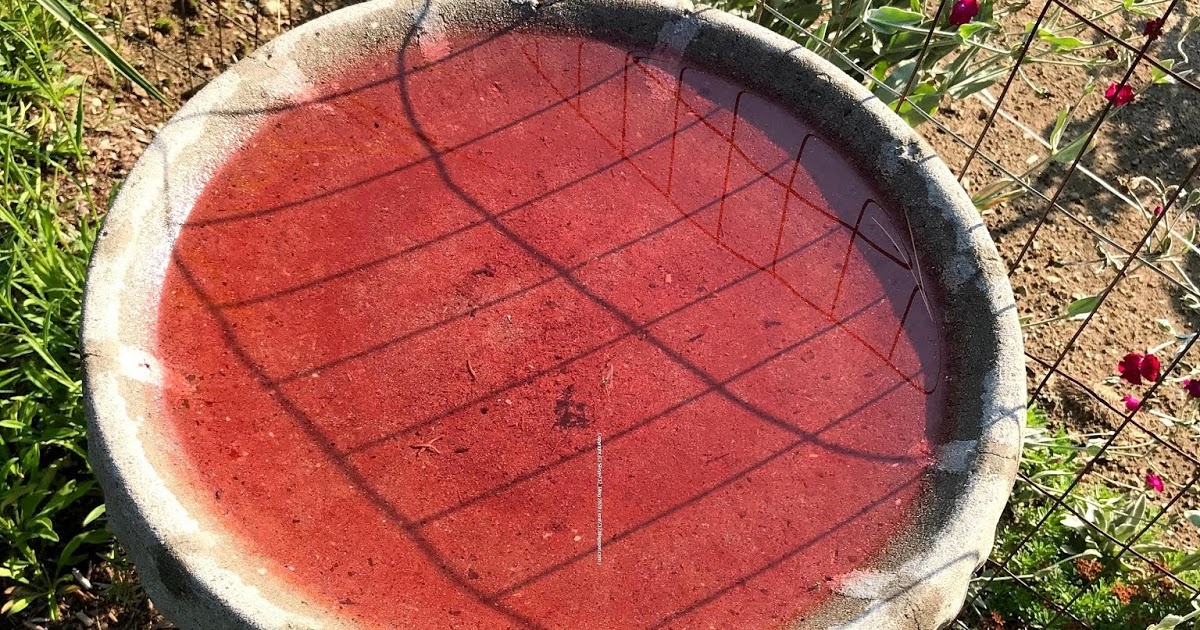SFrye732_Blog Why Is My Bird Bath Red