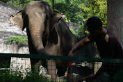 Pandemi Corona Bikin Satwa Medan Zoo Terancam Kelaparan
