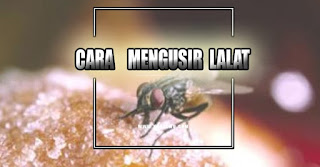 cara mengusir lalat - kanalmu