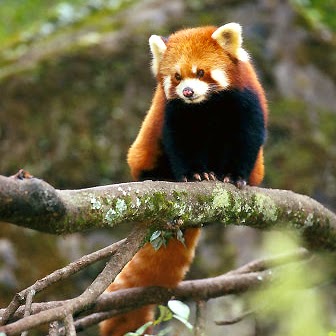 Panda rojo (Ailurus fulgens)