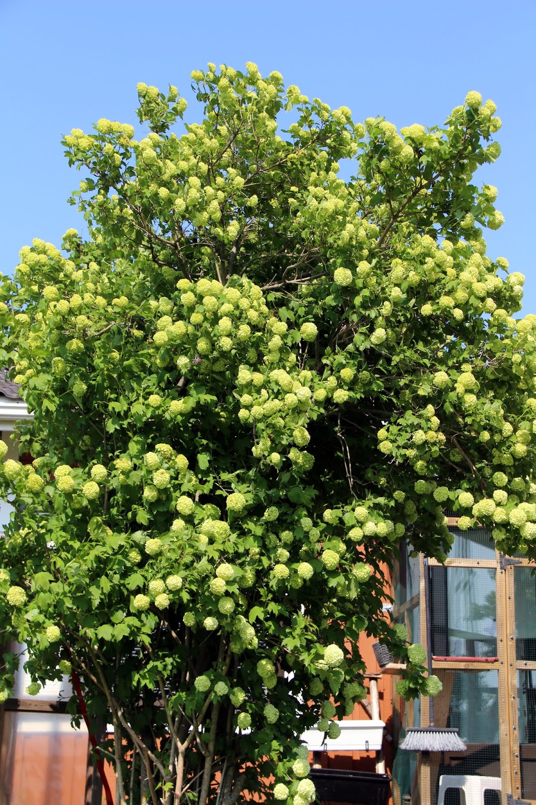 kuuma mummo ruiskuttaminenmusta Freak putket