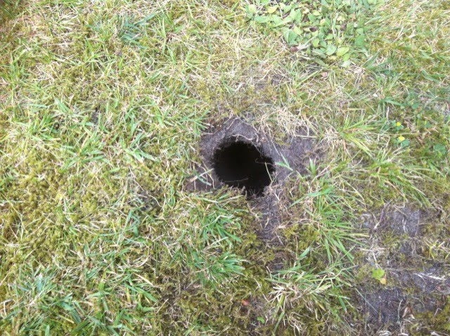 Мышь полевка водяная. Rat hole. Rat hole. Бегущий пасюк. Rat hole.
