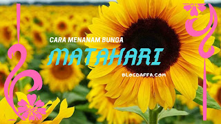 Cara Menanam Dan Merawat Bunga Matahari Blogdaffa Com