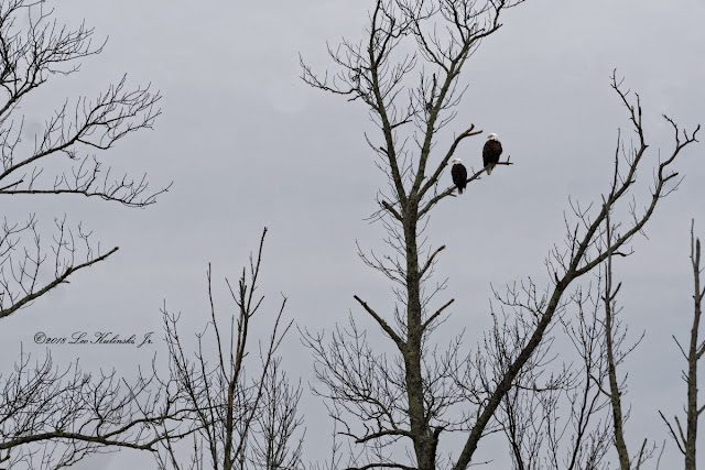 Wildlife Monitor: Bantam Lake Bald Eagle Nesting Season 2018