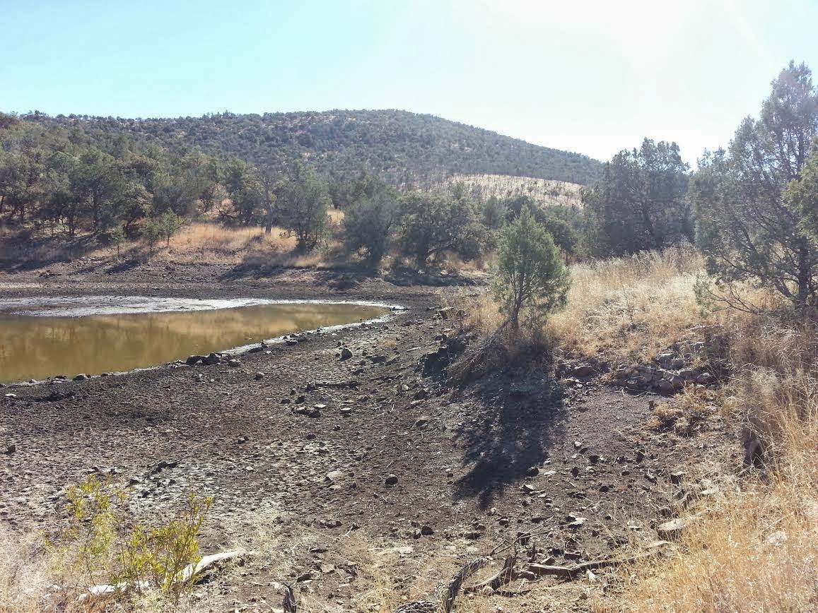 Texas Mountain Trail Daily Photo Montezuma Quail