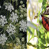 5 Poisonous and Harmful Plants That Needs To Remove From Our Home