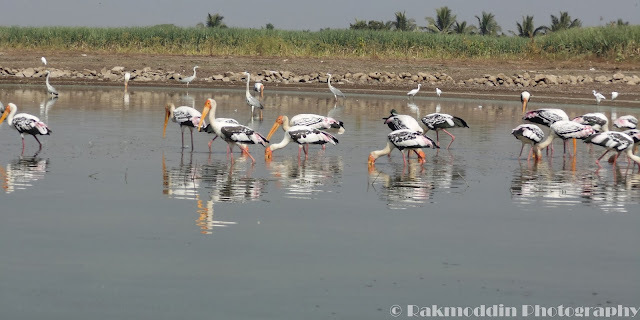 Migrated bird watching at Bhigwan kumbargaon - Simply amazing experience