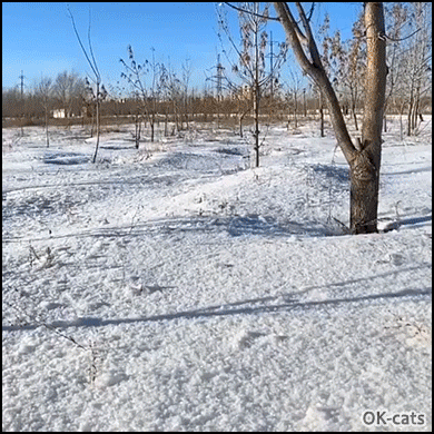 Amazing Cat GIF • Cat falling in snow and then bouncing. Paranormal CATivity! Amazing Cat GIF • Cat falling in snow and then bouncing. Paranormal CATivity!
