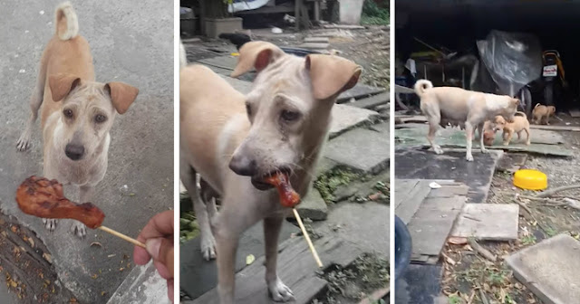 Man Hands Food To Begging Dog, But When She Runs Away And Doesn’t Eat It, He Follows Her