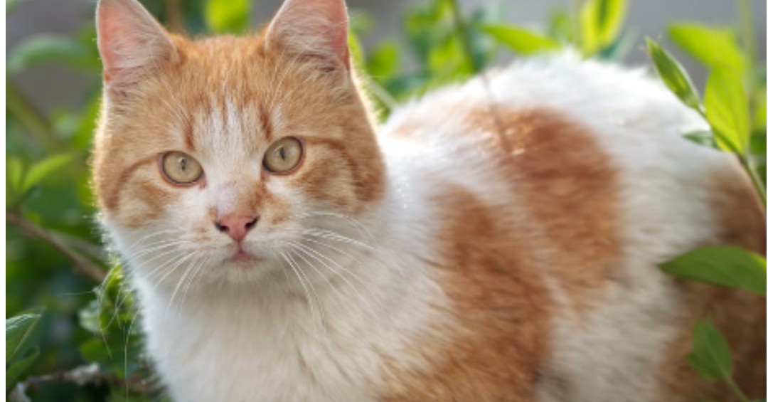 russian persian cat