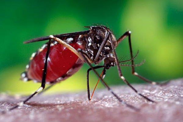12 Tafsir Mimpi Tentang Nyamuk Menurut Primbon dan Erek Erek