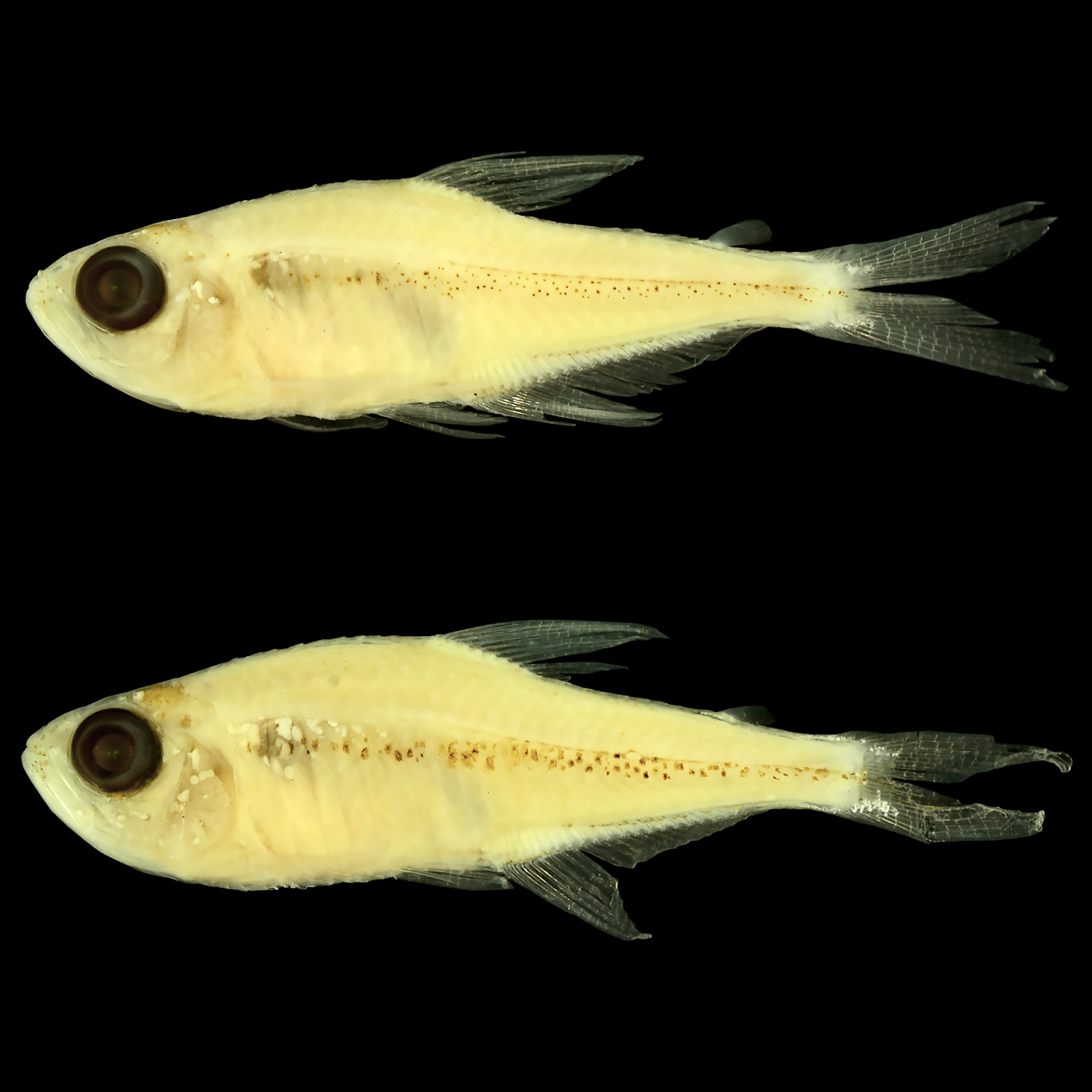 Species New to Science [Ichthyology • 2019] Tyttobrycon shibattai • On