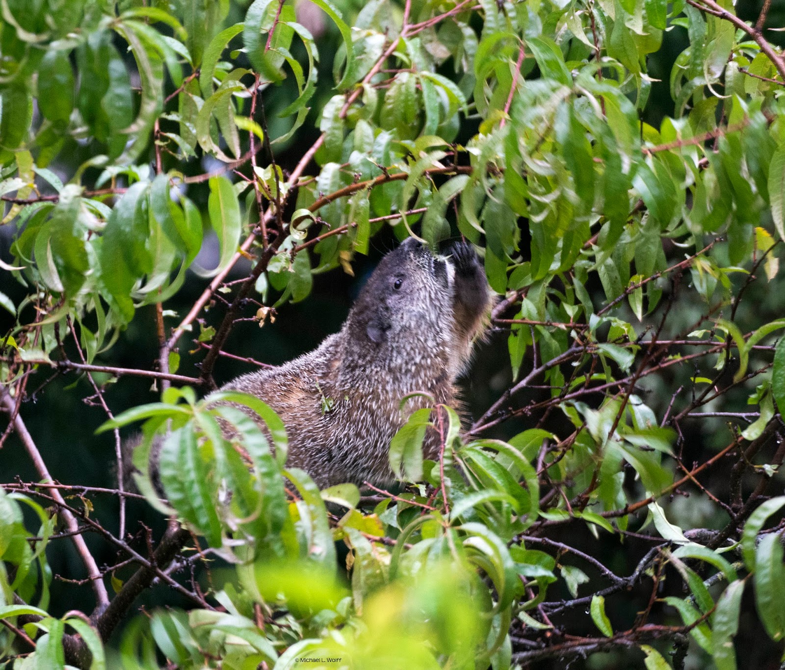 groundhog in neighbor's yard