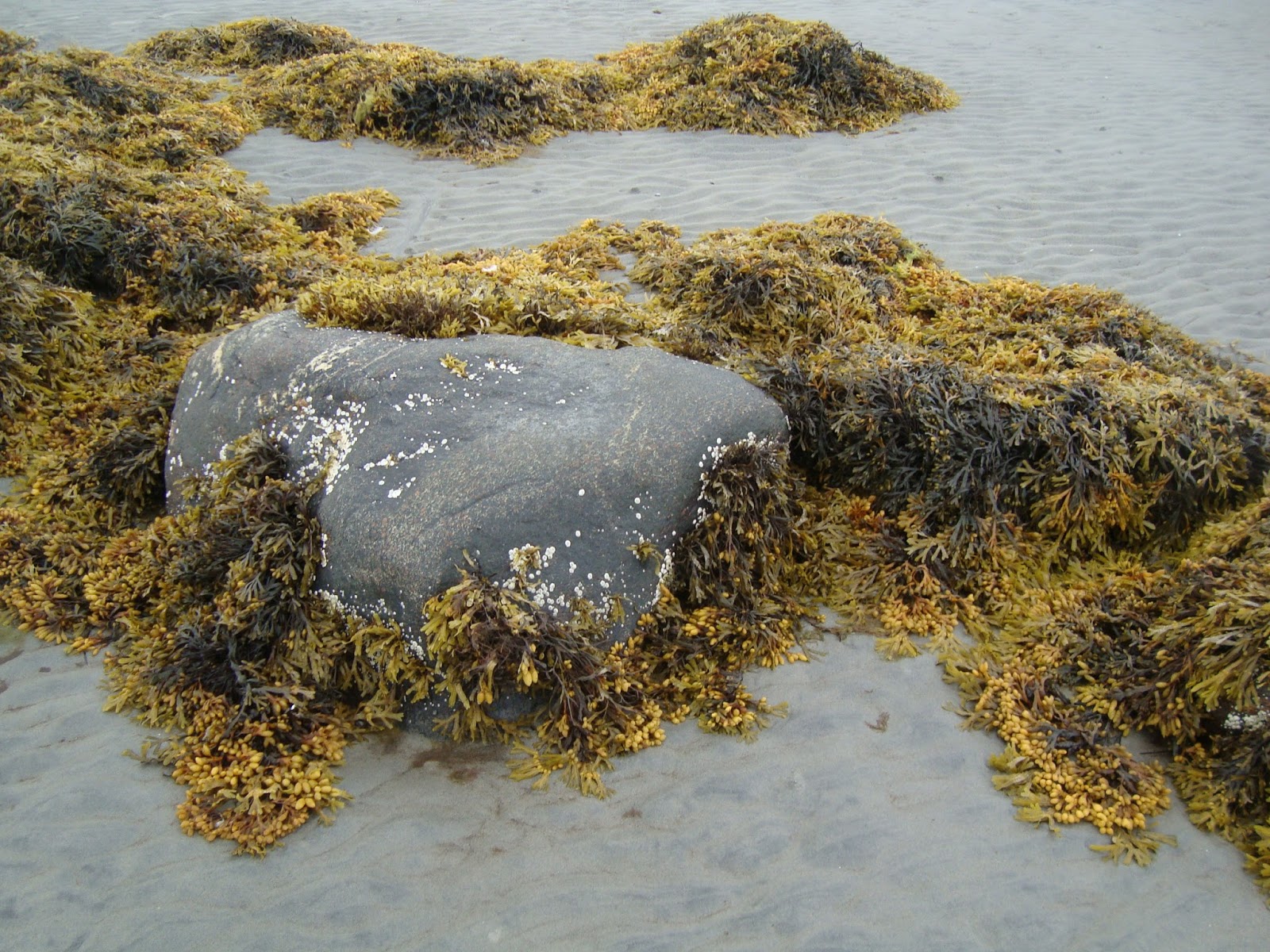 Водоросли белого моря