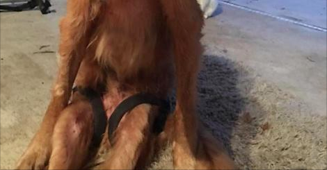 Cet homme est réveillé par les cris de son chien. Ce qu'il est arrivé à ses pattes pendant la nuit est terrible!