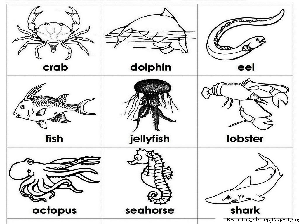 ocean animal coloring pages for preschoolers - photo #1