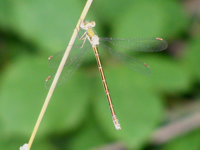 Female Small Spreadwing Lestes virens. Indre et Loire. France. Photo by Loire Valley Time Travel.